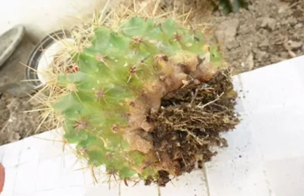  第戎保级形势岌岌可危，连续不胜深陷降级区